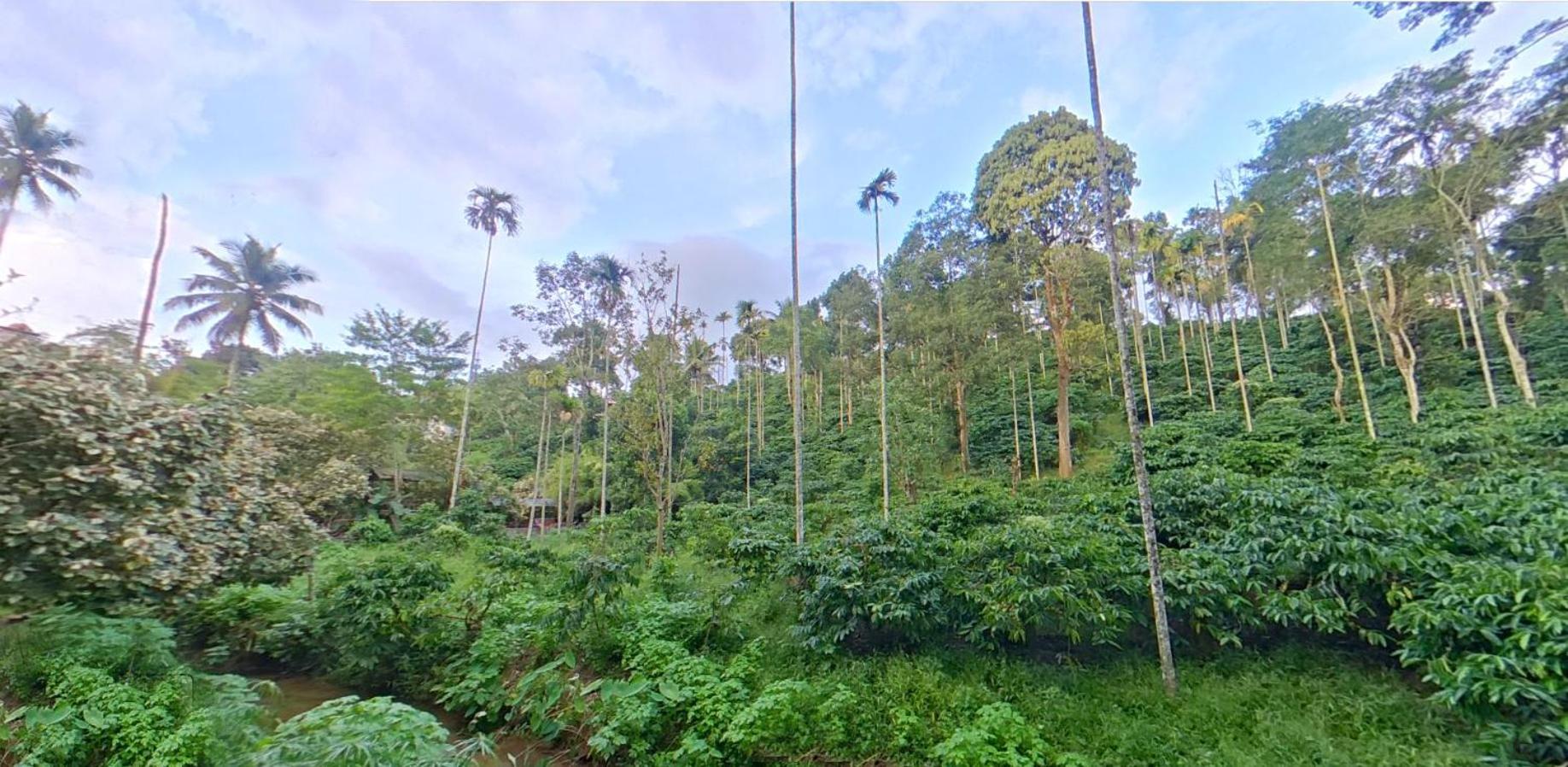 Bed and Breakfast Wayanad Royal Stream Kalpetta Esterno foto