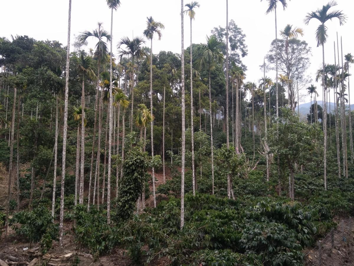 Bed and Breakfast Wayanad Royal Stream Kalpetta Esterno foto